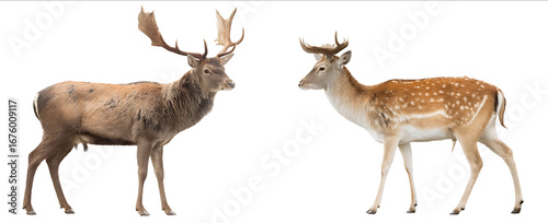 Photograph of a red deer and fallow deer standing side by side isolated on a white background transparent realistic stock photography high key full body