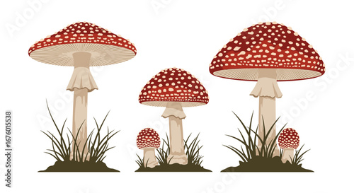 Illustrations of several red and white spotted mushrooms growing in grass and soil