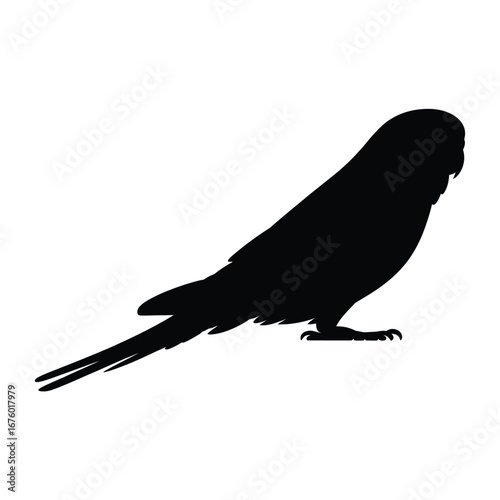 Silhouette of a budgerigar bird perched on a white background