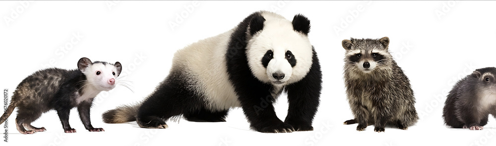 Naklejka premium A set of four animals an opossum on the left a panda standing in the center a raccoon sitting down to the right and a quokka on the far right side all agains