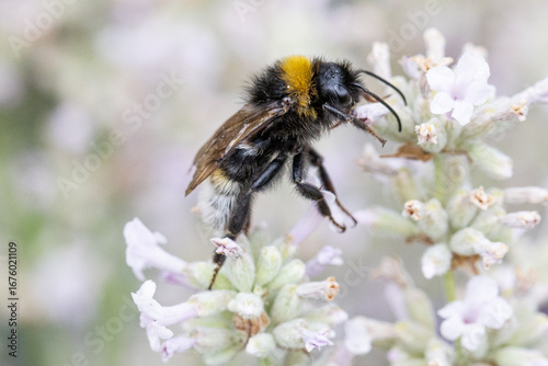 White-tailed bumblebee collecting nectar on lavender flower macro