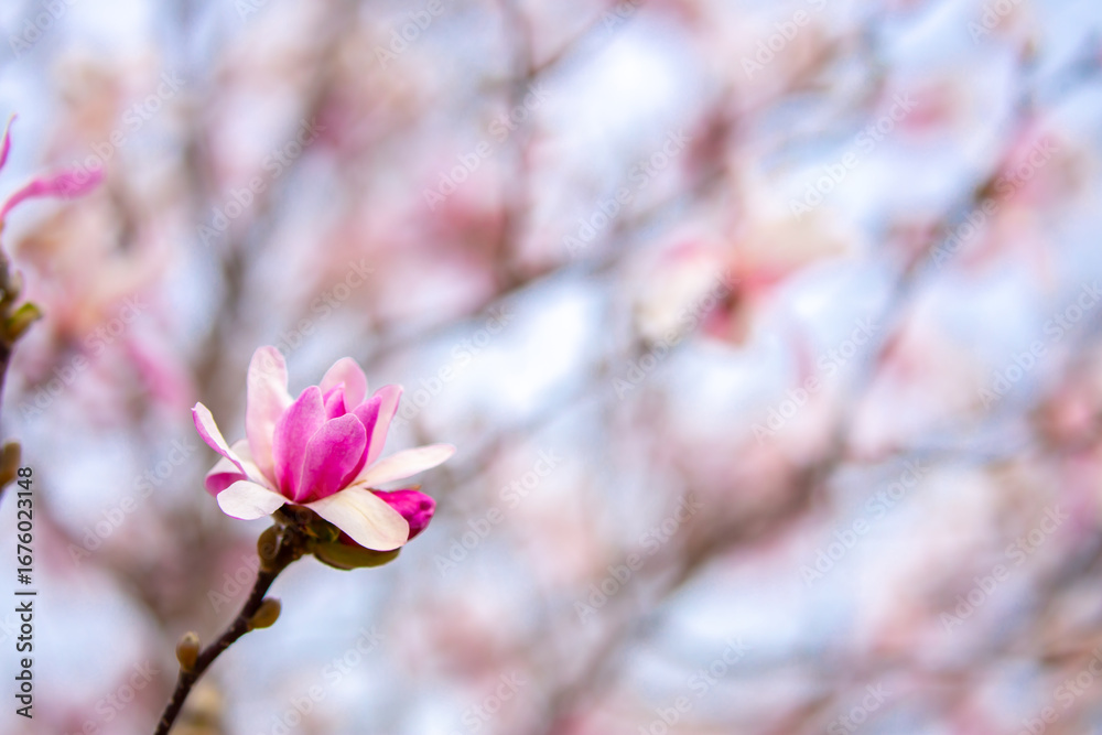 Fototapeta premium Blooming magnolia in spring. Beautiful buds of pink flowers close-up with blurred space for text.