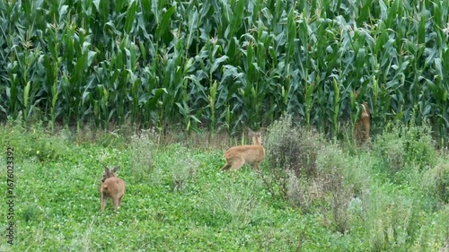 Deer with two fawns grazing
