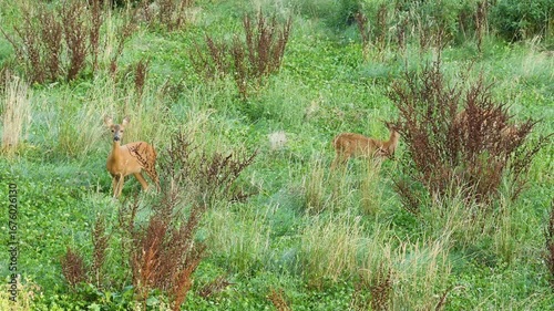 Deer with two fawns grazing