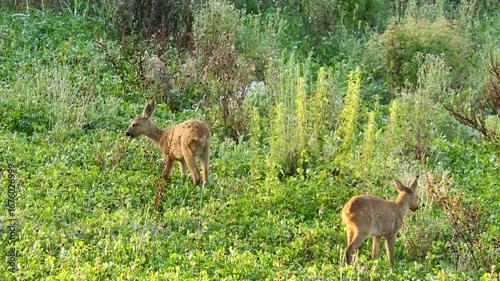 Deer with two fawns grazing