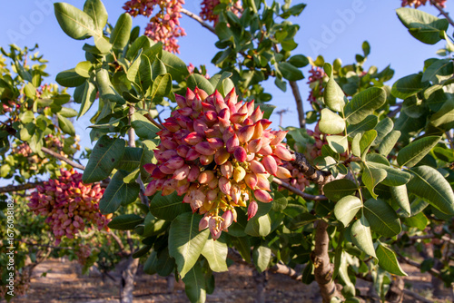 Fresh Pistachio nuts on tree brunch ready for harvest 