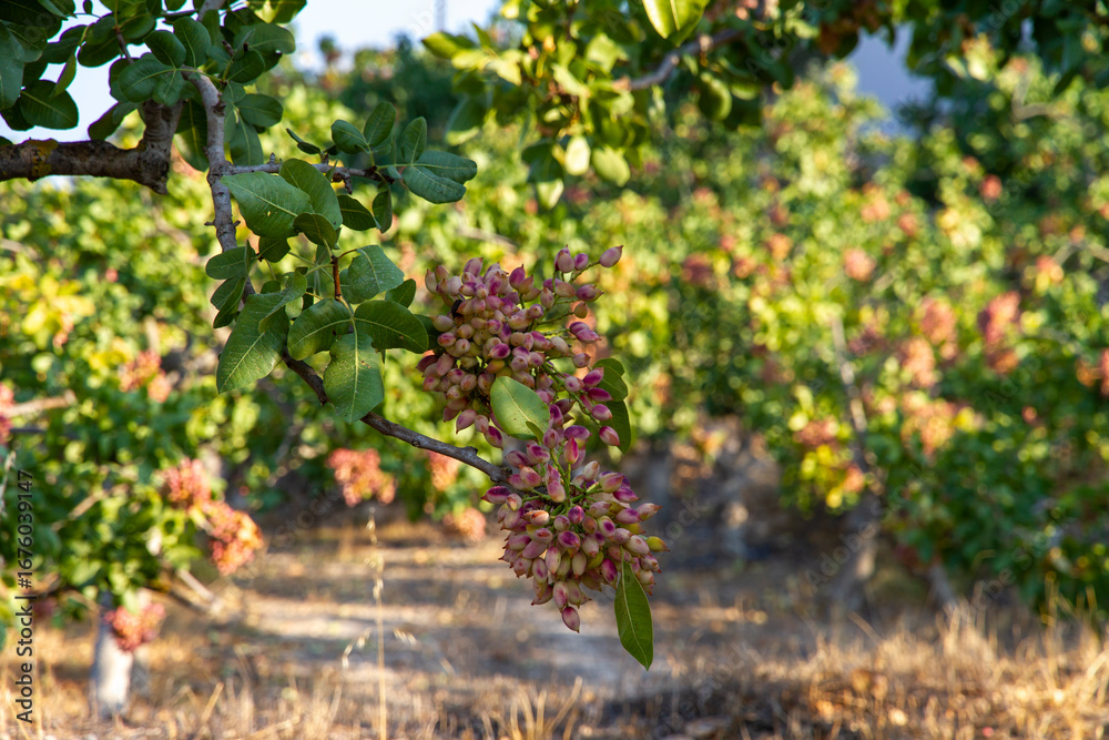 Fototapeta premium Fresh Pistachio nuts on tree brunch ready for harvest 