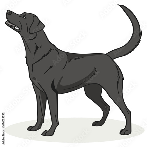 A sleek black labrador retriever stands alert with its head held high and mouth open