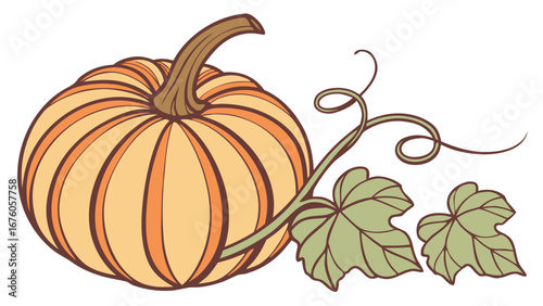 autumn pumpkin illustration with vine leaves and curling tendrils for fall harvest decoration isolated on white backhround.
