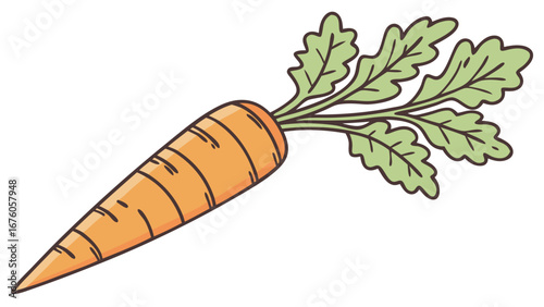 fresh orange carrot illustration with green leafy top isolated on white background.