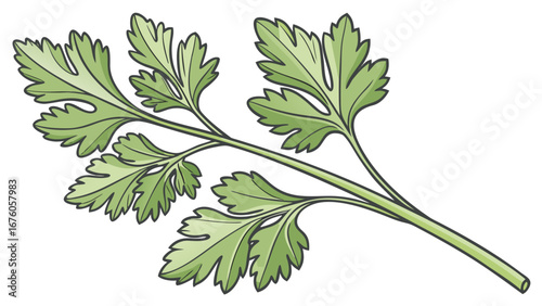 parsley cilantro herb botanical illustration green leaves culinary cooking plant design isolated on white background.