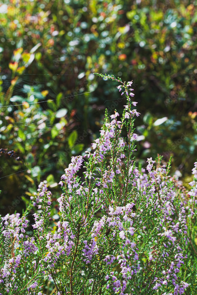 Obraz premium a blooming heather field surrounded by a forest, peace and quiet