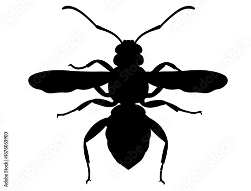 Insect in silhouette