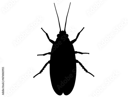 Insect in silhouette