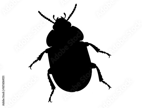 insect in silhouette on white background