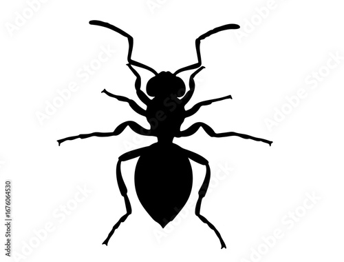 insect in silhouette on white background