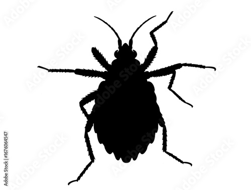 insect in silhouette on white background