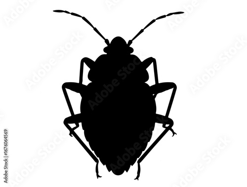insect in silhouette on white background