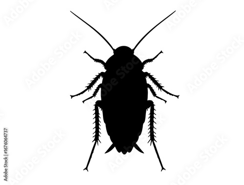 insect in silhouette on white background