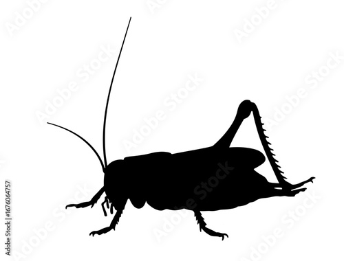 insect in silhouette on white background