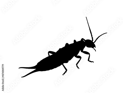 insect in silhouette on white background