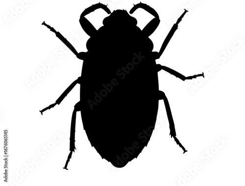 insect in silhouette on white background