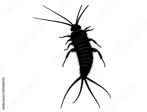 insect in silhouette on white background