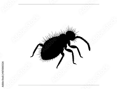 insect in silhouette on white background