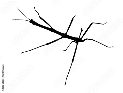 insect in silhouette on white background