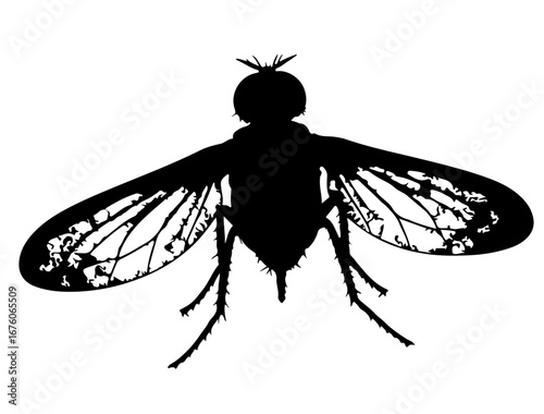 insect in silhouette on white background