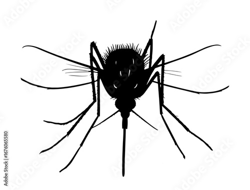 insect in silhouette on white background
