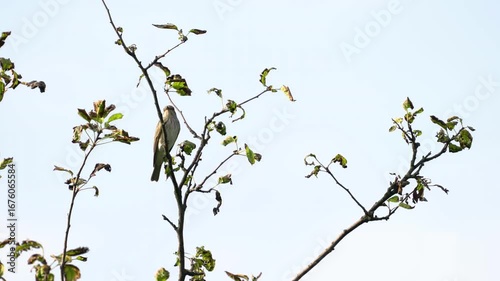 Spotted Flycatcher watching from a tree (Muscicapa striata) - (4K)
