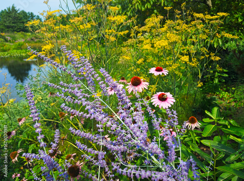 A mix of goldenrod, purple coneflowers, and Russian sage (in focus) grows near water in a garden