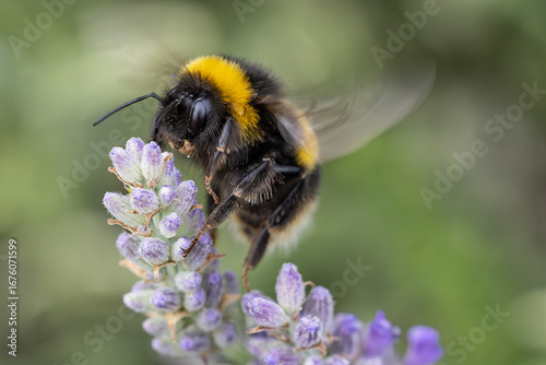 White-tailed bumblebee collecting nectar on lavender flower macro