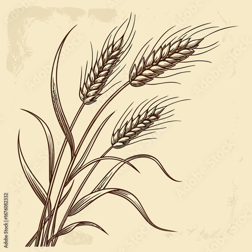 Ears of golden wheat, a natural agriculture vector illustration of a healthy plant ready for a summer harvest