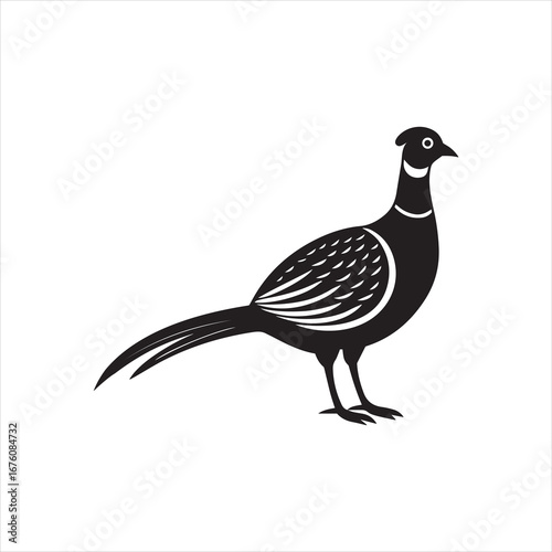 Black silhouette of a pheasant with long striped tail bird white