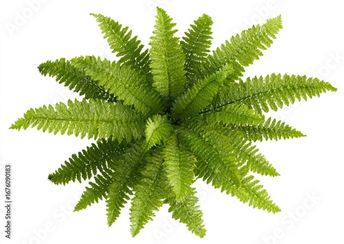 Overhead view of a lush fern