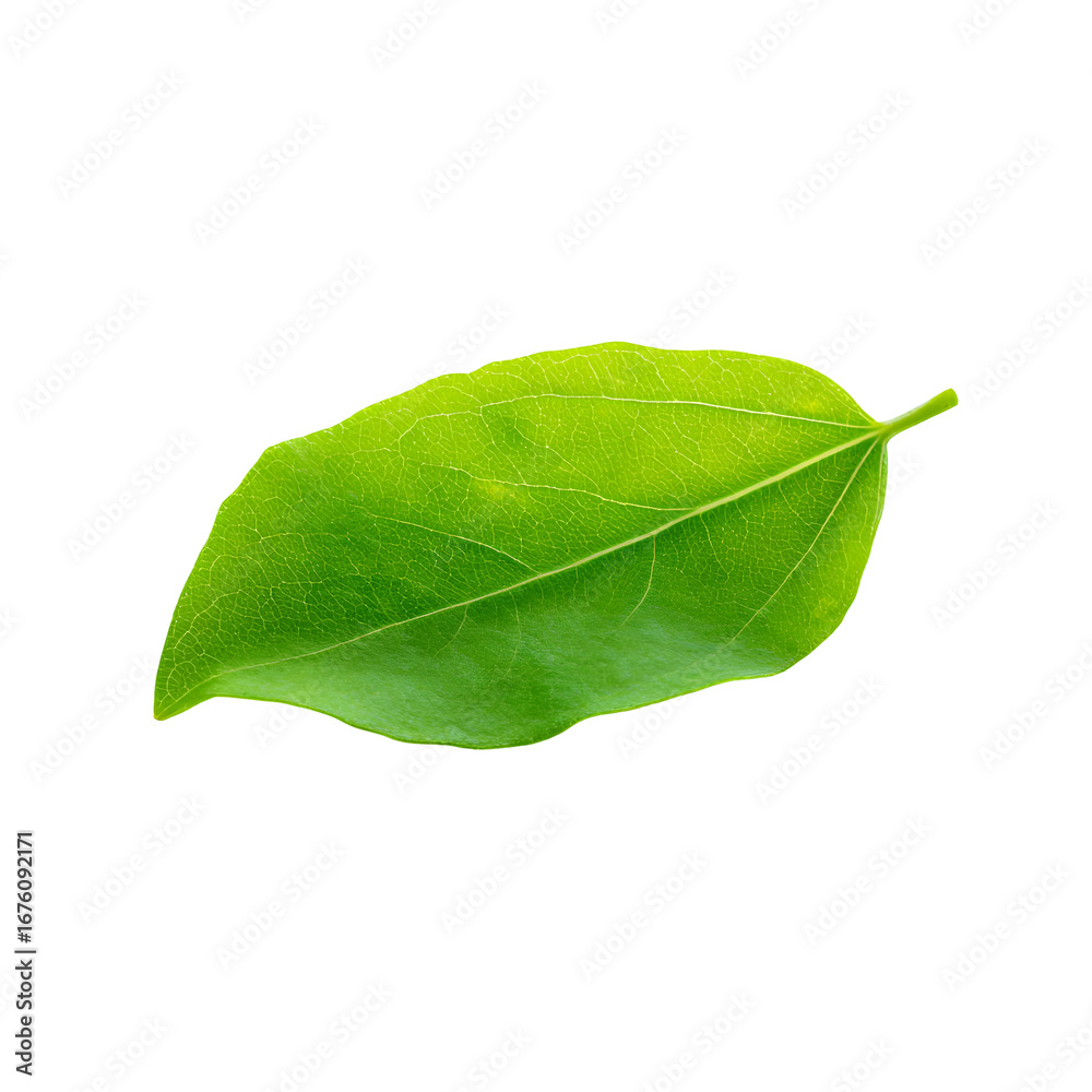 Obraz premium Isolated green leaf on black background showcasing natural beauty and freshness