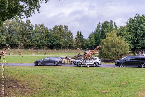 Canvas Print Giraffes crossing road among cars in safari park