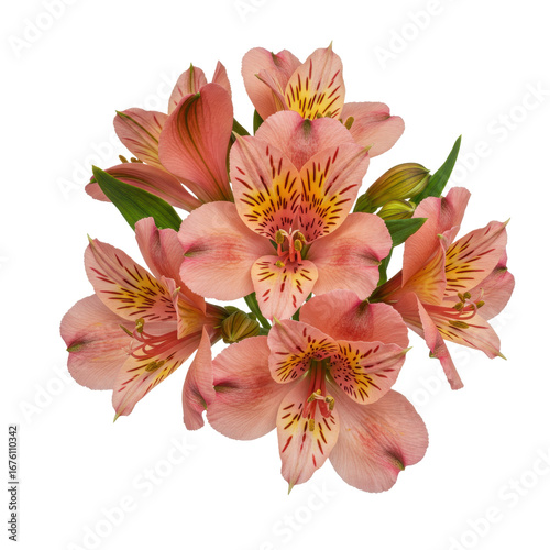 Salmon-colored alstroemeria flower isolated on white background, exotic petals with unique markings, elegant minimal presentation ideal for decoration, gift, or botanical themes.