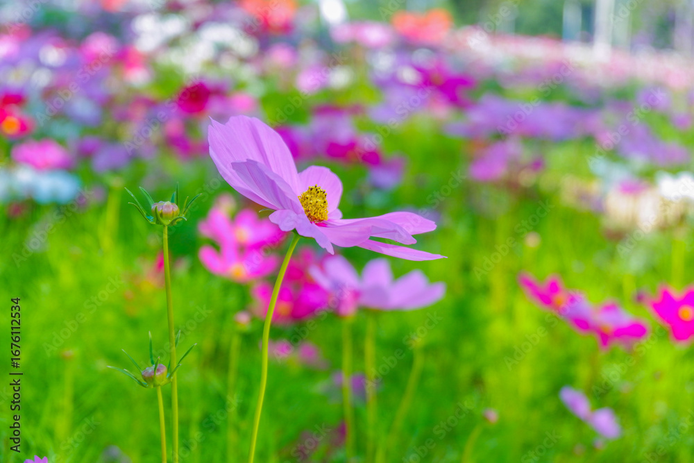 Fototapeta premium Beautiful pink cosmos flowers blooming in garden,spring season.