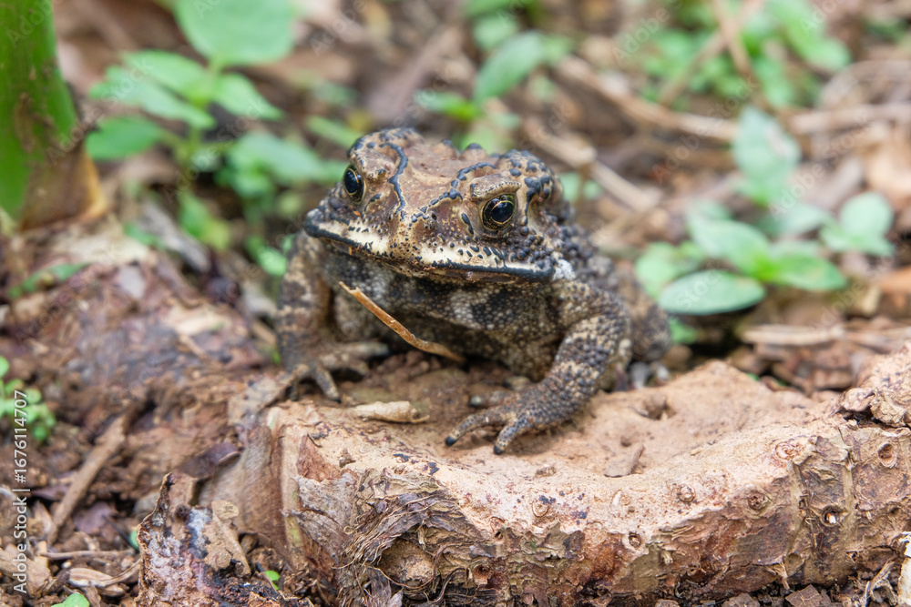 Fototapeta premium A close-up photo of a toad sitting on the ground, blending naturally with the forest floor environment.