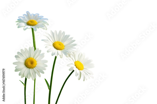 Wallpaper Mural Bright Daisies Blooming in Springtime Freshness Against a Clean, White Background, Exuding Simple Beauty Torontodigital.ca