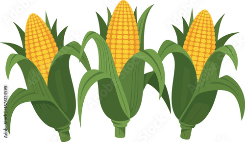 Golden corn cobs abundant harvest fresh organic food agriculture summer harvest healthy meal ingredient vector