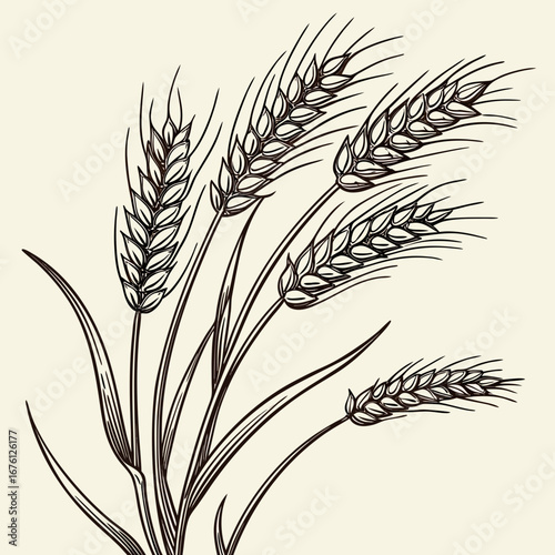 Golden wheat ears vector illustration of a healthy grain harvest