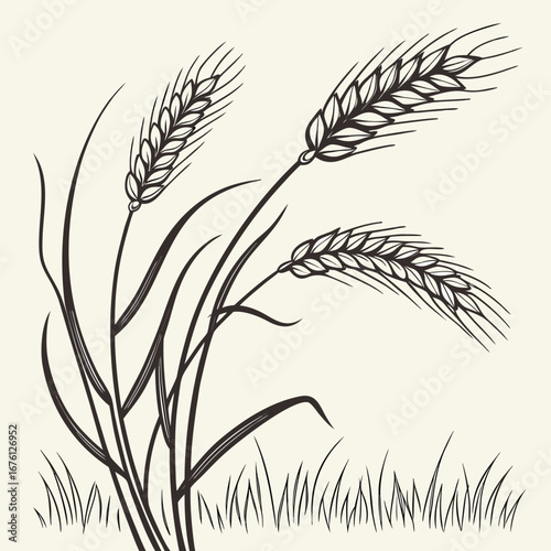 Black wheat ears and a field of grass vector, a nature illustration of a cereal plant silhouette with floral decoration