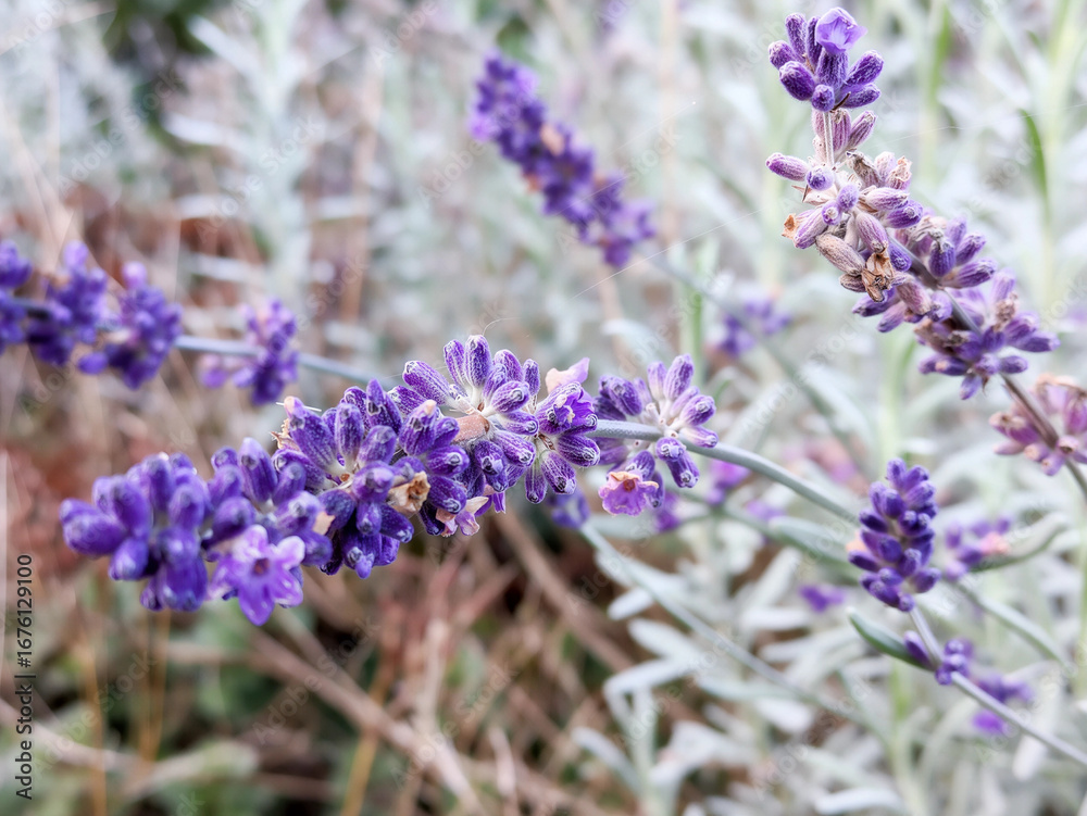 Fototapeta premium Lavender Blossoms in Natural Light