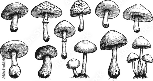 Collection of monochrome illustrations of mushroom in sketch style. Hand drawings in art ink style. Black and white graphics.
