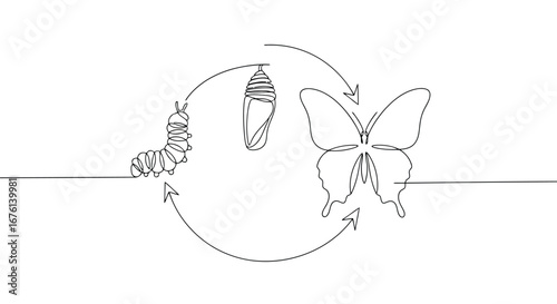 Life cycle of a butterfly line art