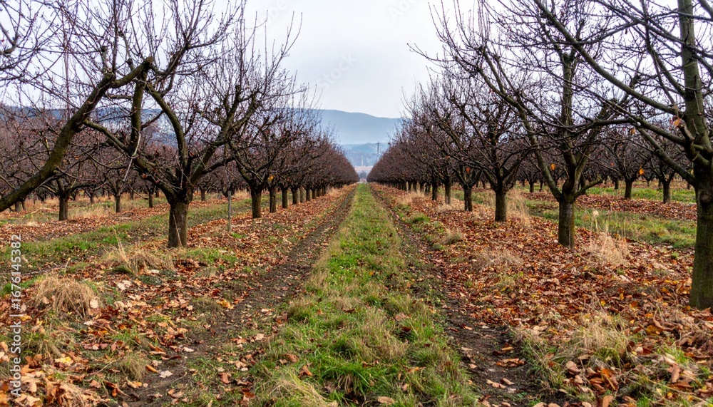 Fototapeta premium Empty Orchard Path with Leafless Trees Under a Gray Sky